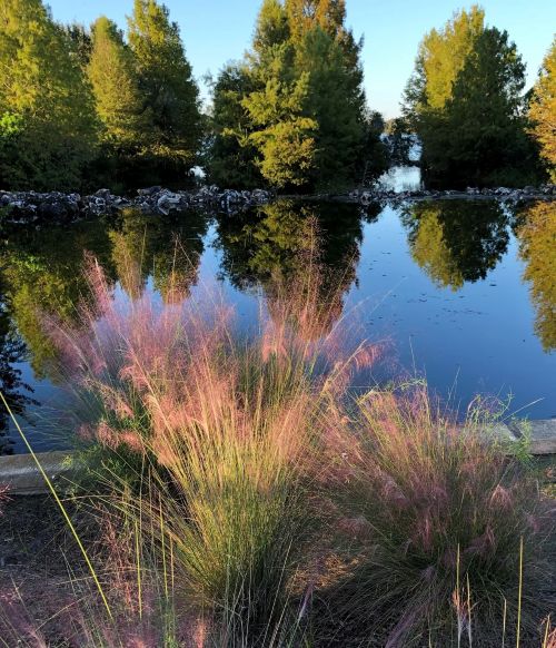 Image of Muhly grass blooms