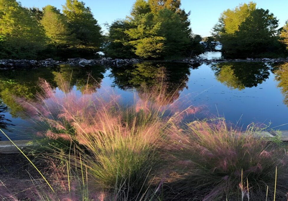 Pink muhly grass by tranquil pond.